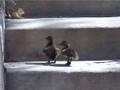 Baby Mallard Ducks in my Swimming Pool