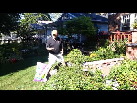 how to fertilize azalea bushes