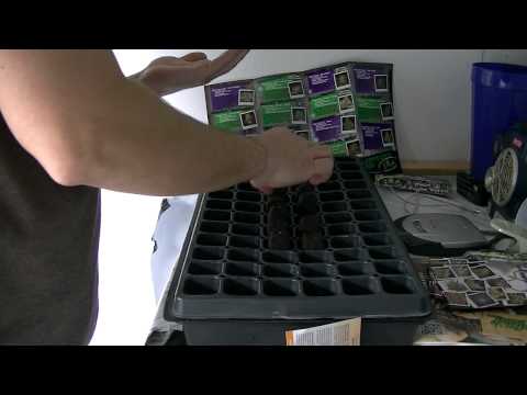 how to grow gdp strain