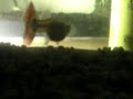 Guppy Pariendo