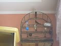 CIMG0359.AVI Pardo repeteco