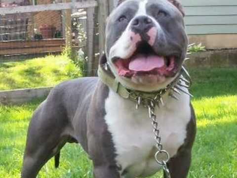 american pitbull