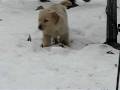 videos de bogart winter08 022