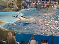 Shamu show 3 at sea world TX Shamu show 3 at sea world TX