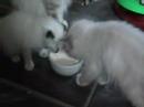 Renates katter