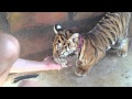 Feeding Baby Tigers