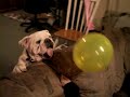 Halo Meets Balloon Halo Meets Balloon