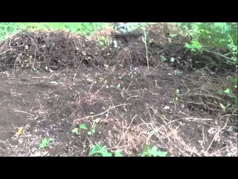 how to get rid of ivy in yard