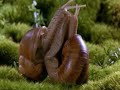 Snail-Lovescene! Snail-Lovescene!