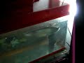 vientiane-laos-fish-eating-a-gecko.html