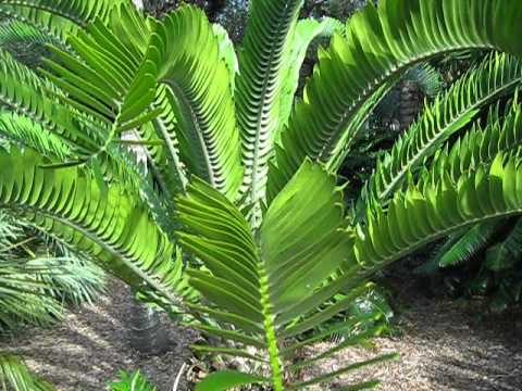 how to transplant cycads south africa