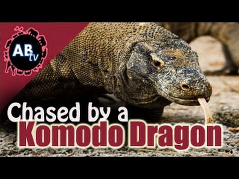 YouTube reptile video