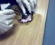 me dissecting eye