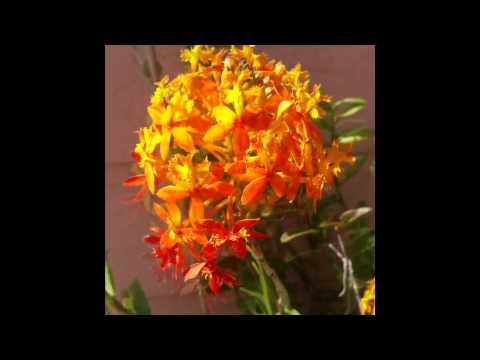 how to grow epidendrum orchids