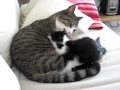 videos de Jinx en Onyx