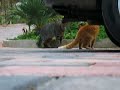 gatti pazzi