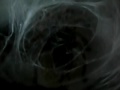 Tarantula making an egg sac