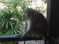 Monkey Bubble Gum