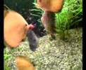 discus discus