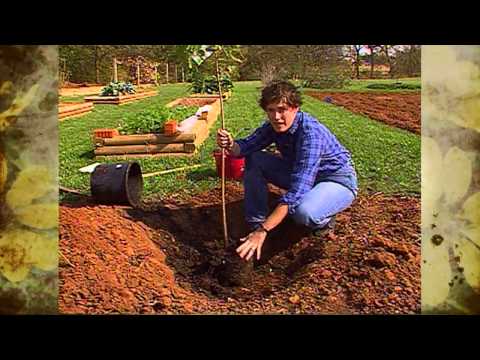 planting - (11/4/89) Host Sue Gray shares a few tips for establishing trees and shrubs in clay soils and poorly drained soils. For more information: Fact Sheet HLA-6414...