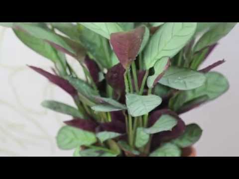 how to replant prayer plant