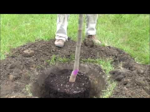 how to replant small trees