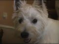 Luke Leverett - The Dog Song - Caite Remix