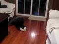 Rolling on the floor