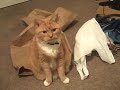 Ricks Cat part 2 Ricks Cat part 2