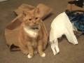 Ricks Cat part 2