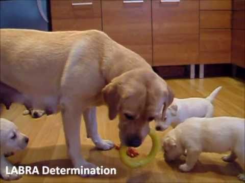 Labrador retriever puppies Flagmanas Rocheby Step Ahead LibraDor