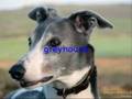 Random dog breeds for you to enjoy!!