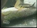 Poisson trés cru (http://ow.ly/DFc1), la recette : http://ow.ly/DKkv #horreur