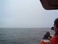 Gray Whales Mating