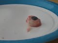 Schweineaugen präparieren in Bio Schweineaugen präparieren in Bio
