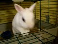 Evil Sniffing Around