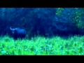 Bò rừng , bò tót , con min ....  Nam Cát Tiên 