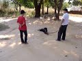 Rottweiler in Training at Dan Sai Camp