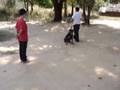 Rottweiler video