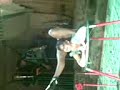 bulgaria-vs-europe.html