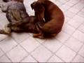videos de jonny il bassotto