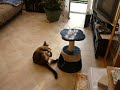 Baka neko