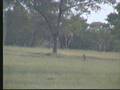 Elephant Downs Tree 04-16-07 4.15 pm CAT