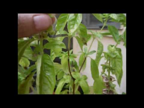 how to collect basil seeds