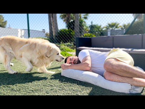 Golden Retriever again