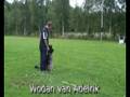 Schutzhund Wodan van Adelrik Obedience click bite