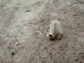 videos de Cinnamon and her pine cone