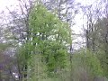 Walkera HM-60B outdoor bei starkem Wind 1