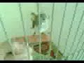 Darrrrek - breeding carduelis major 2011
