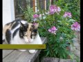 Lost Katrina Pets